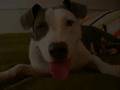 BULL-psy bojowe, amstaff pitbull