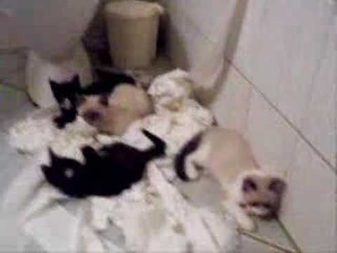 Silly Kittens