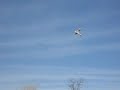 RC Super Cub in the Back Yard