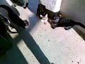 Голодные коты