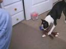 Woot Monkey a great dog toy for Miley a boston terrier