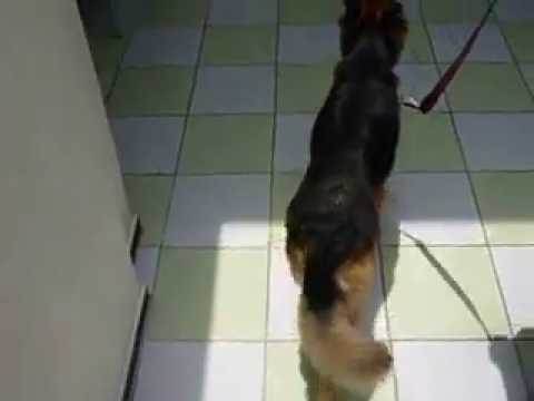 Fisioanimal - fisioterapia veterinária- colocefalectomia - www.fisioanimal.com