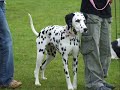 Chesterfield RSPCA Fun Dog Show 17th June 2007