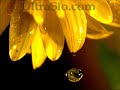 Dew drop in UltraSlo