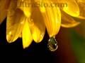 Dew drop in UltraSlo