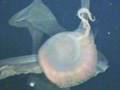 Unterwasserjäger - 6-Meter-Qualle wickelt Beute ein