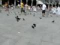 Pidgeon chasing in St Marks Squatre, Venice