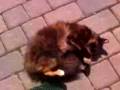 Cat rolls over