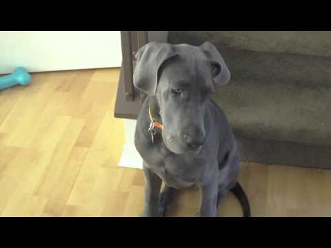 dogue allemand