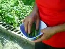 Vegetable garden - Part 2
