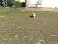 Issky with the basketball.AVI