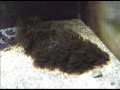 20 gallon Tank Tour