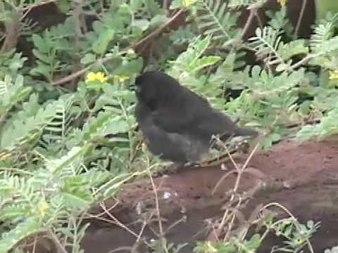 Darwin's Finches