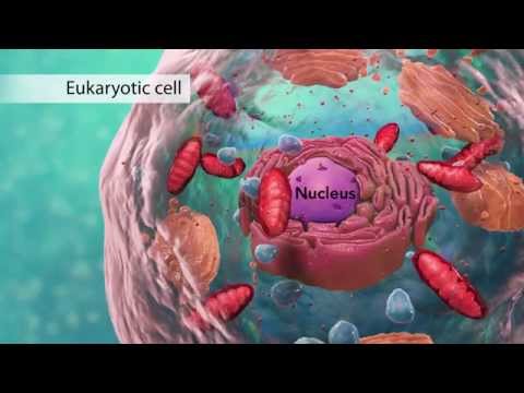 The Cell: High School Biology (a) The Cell: High School Biology ... The Cell: High School Biology (a) The Cell: High School Biology ...