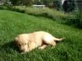 New no-name golden pup no. 2