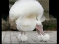 vikki the toy poodle