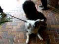 videos de Esme aussie and brother Cody