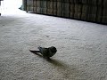 green cheek conure gallopin'