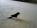 green cheek conure gallopin'