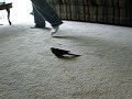green cheek conure gallopin'
