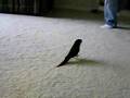 green cheek conure gallopin'