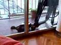 Lola y Mart�n jugando