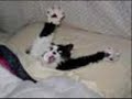 Funny Felines! Vol. 7 Funny Felines! Vol. 7