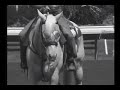 Kentucky Derby 2008 and the Greatest Horse Story Ever Told Kentucky Derby 2008 and the Greatest Horse Story Ever Told