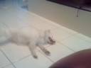 American Eskimo Dog Tired After Funtime