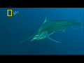 Monster Fish Monster Fish