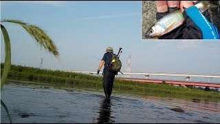 立川多摩川でオイカワで釣り、夏の味覚を塩焼き、骨酒でいただきます