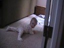 Audrey Starting to Crawl - 8 Months