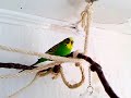 Meine Wellensittiche [Bubi][Bloom][Tchibo]^^ 2