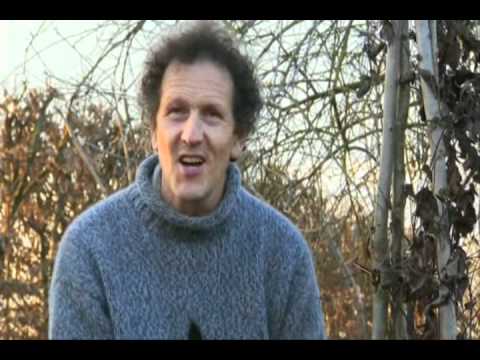 how to care clematis