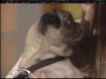 pug