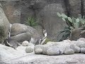 Ping�� de Humboldt - Humboldt Penguin - Zoo Barcelona