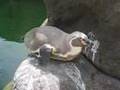 Pingüí de Humboldt - Humboldt Penguin - Zoo Barcelona