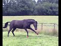 horse jumping around stupidly.