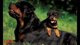 Những điều bạn cần biết về giống chó Rottweiler mạnh mẽ của Đức