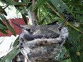 Humminbird babies eyes now open. Humminbird babies eyes now open.