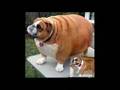 Ohh my gosh. Look at these Fat cats and Fat Dogs.