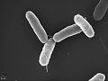 The Adventure of Mr. Typhoid