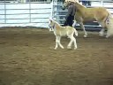 Halflinger Colt