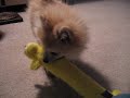 Thank you, PetsMart for \"Bobo\"