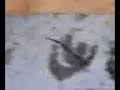 Valongo Explosivo