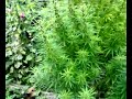 my backyard  2 