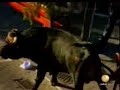 El toro enmaromado de Benavente El toro enmaromado de Benavente