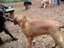 Rozko at dog park Rozko at dog park