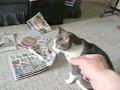 The Catnipper