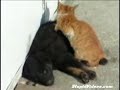 Cat massage